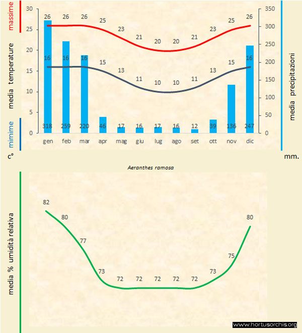Aeranthes ramosa a gr it