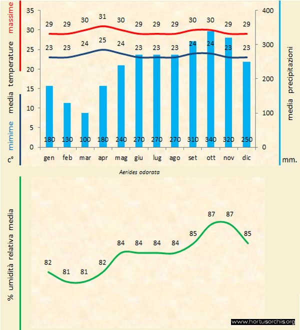 Aerides odorata 1 a gr it