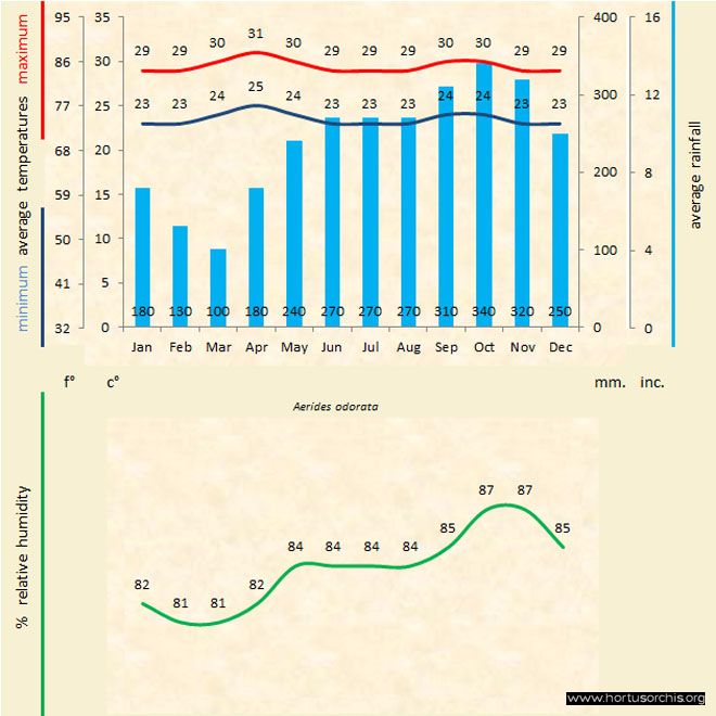 Aerides odorata 1 a gr uk