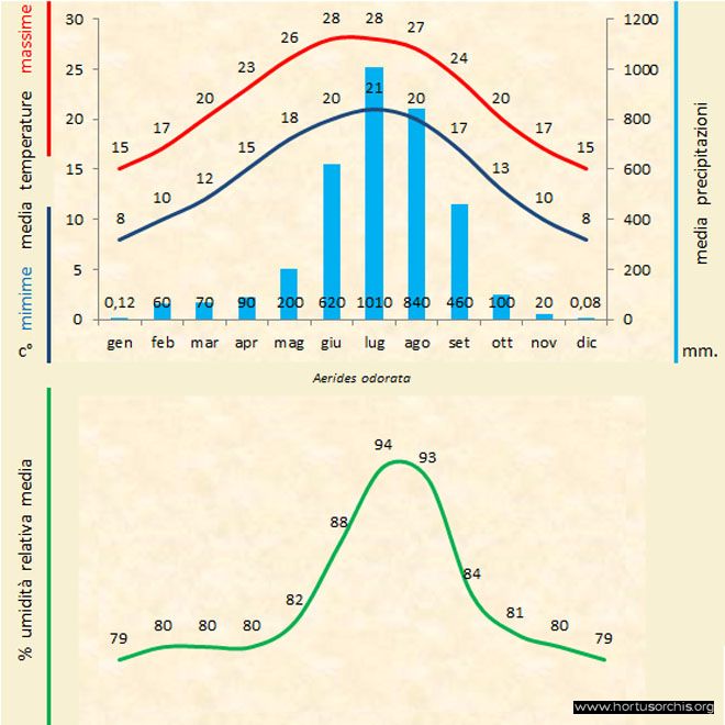 Aerides odorata 2 a gr it