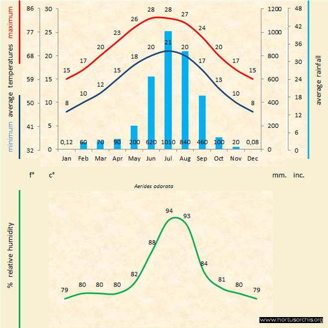 Aerides odorata 2 a gr uk