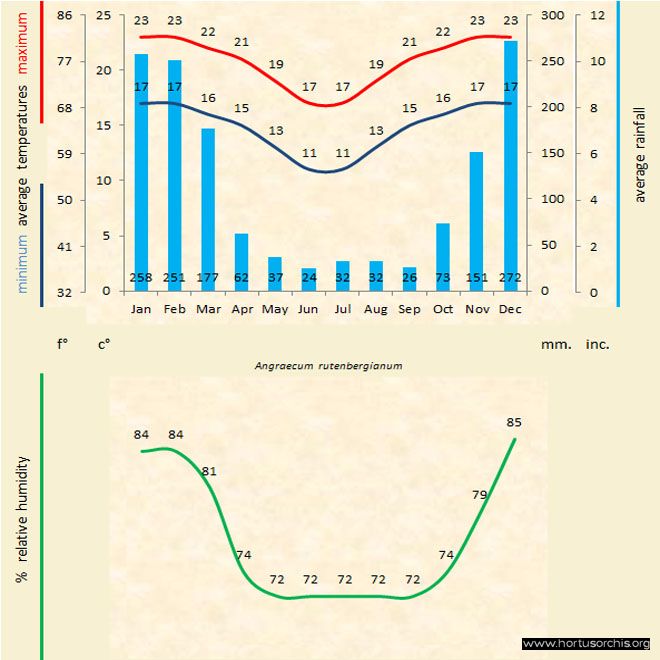 Angraecum rutenbergianum a gr uk