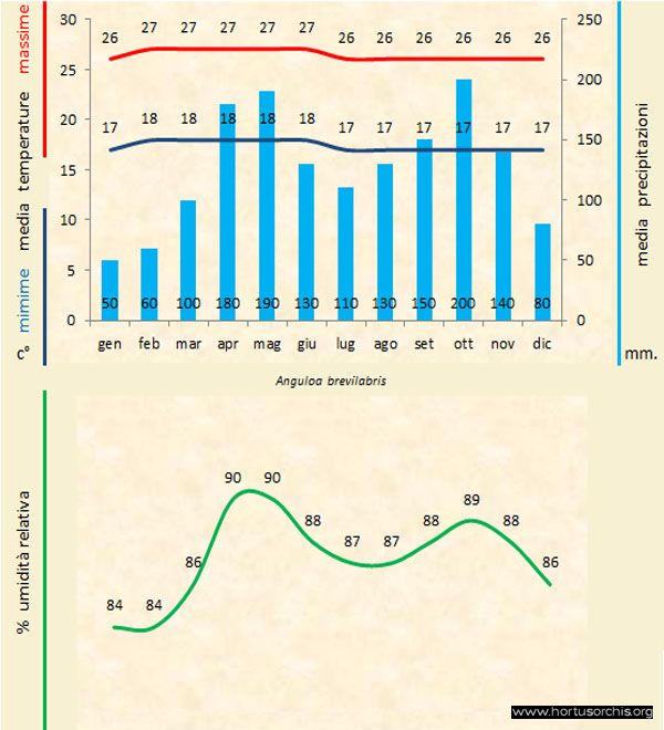 Anguloa brevilabris a gr it