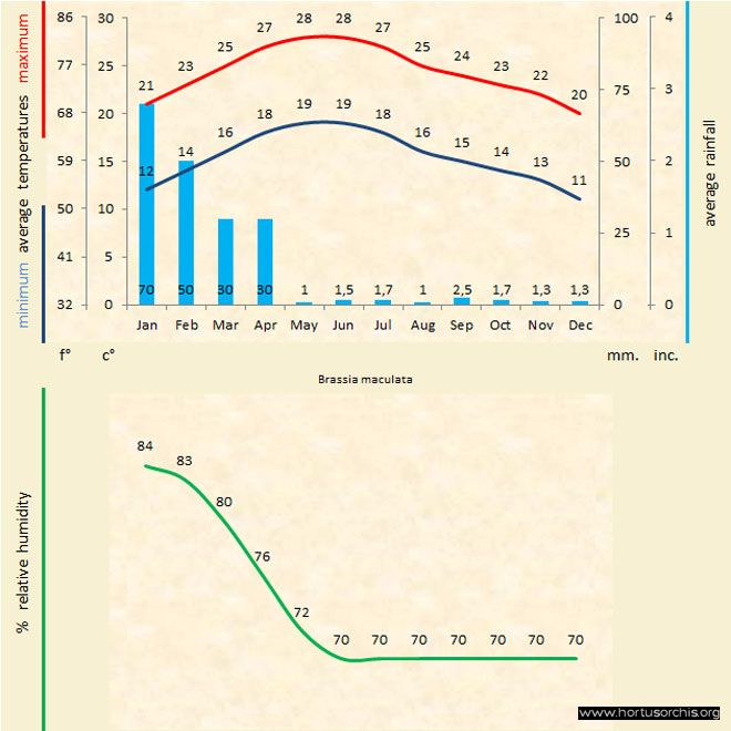 Brassia maculata a gr uk