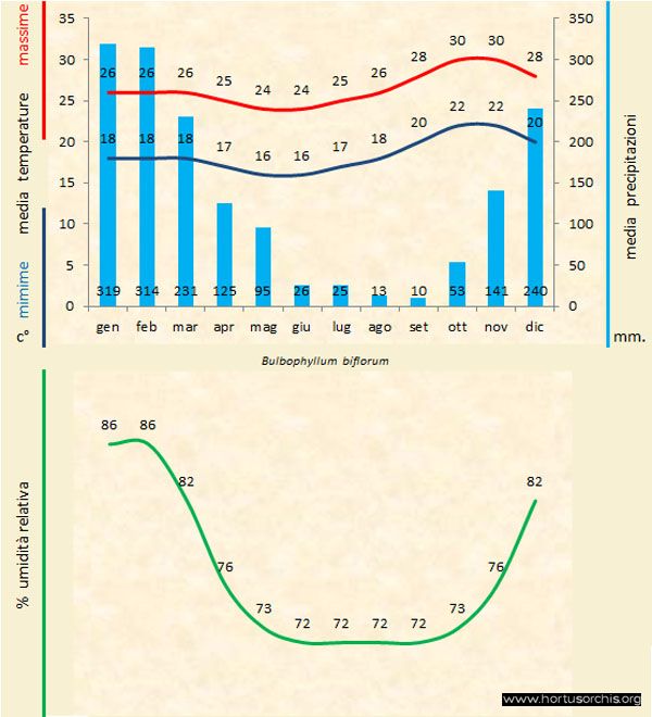 Bulbophyllum biflorum a gr it