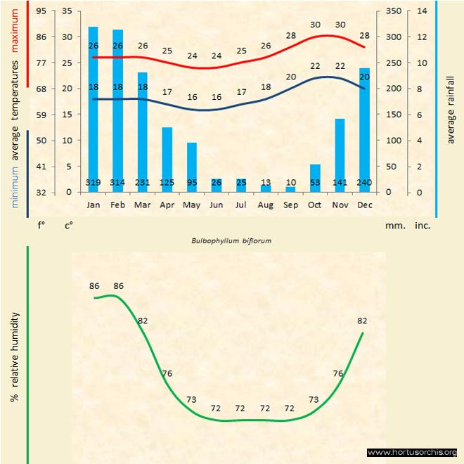 Bulbophyllum biflorum a gr uk