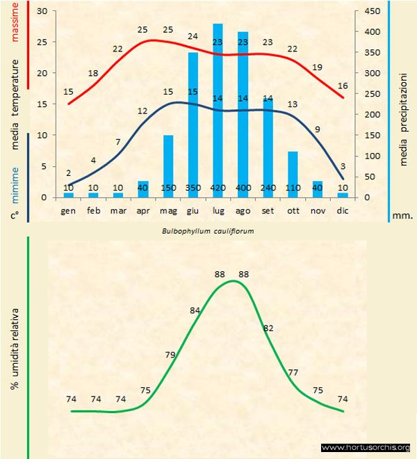 Bulbophyllum cauliflorum a gr it