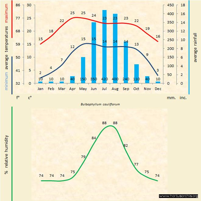 Bulbophyllum cauliflorum a gr uk