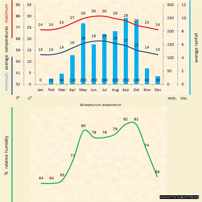 Bulbophyllum elassonotum a gr uk