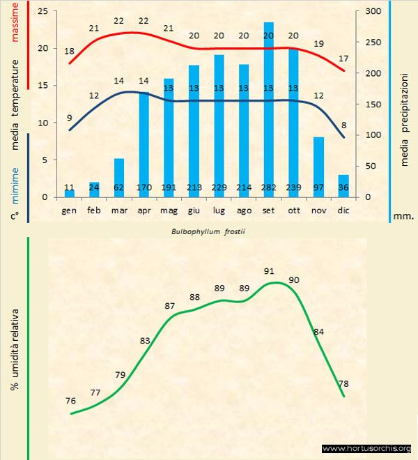 Bulbophyllum frostii a gr it