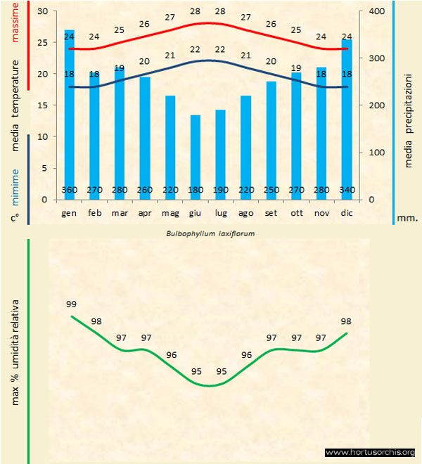 Bulbophyllum laxiflorum a gr it