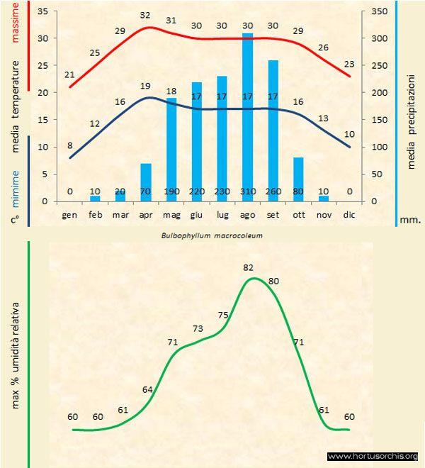 Bulbophyllum macrocoleum a gr it