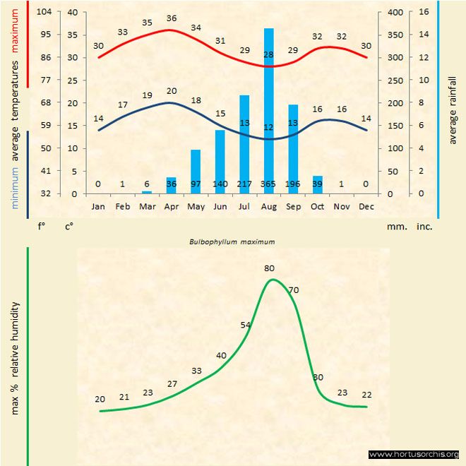 Bulbophyllum maximum a gr uk