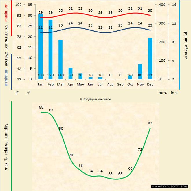 Bulbophyllum medusae a gr uk