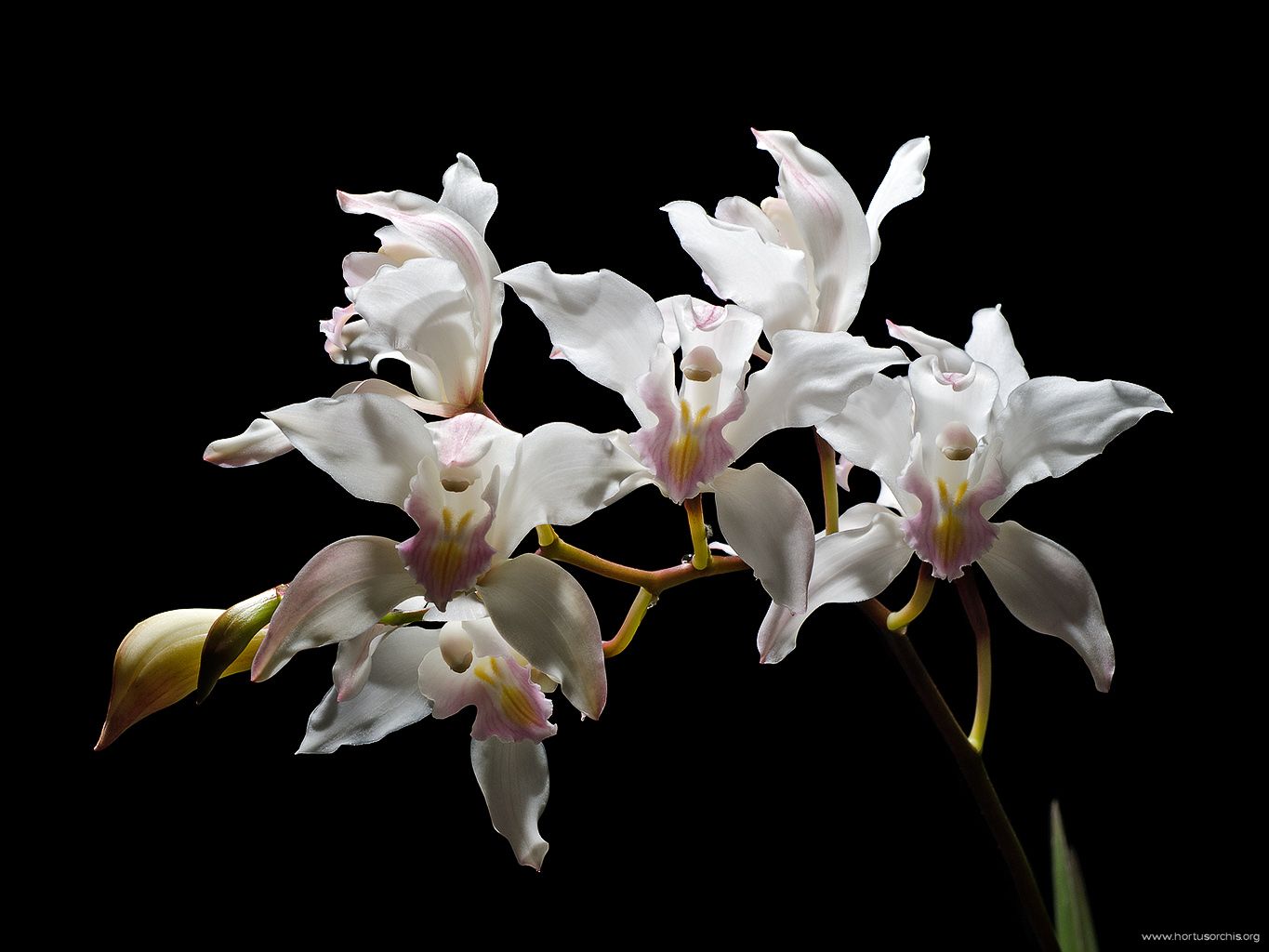 Cymbidium insigne