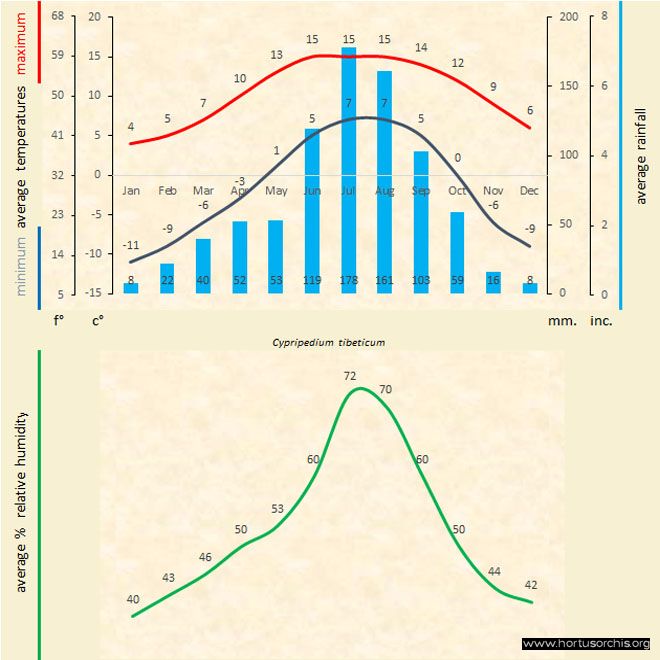 Cypripedium tibeticum a gr uk