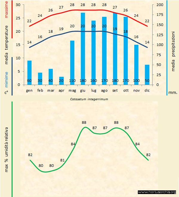 Catasetum integerrimum a gr it