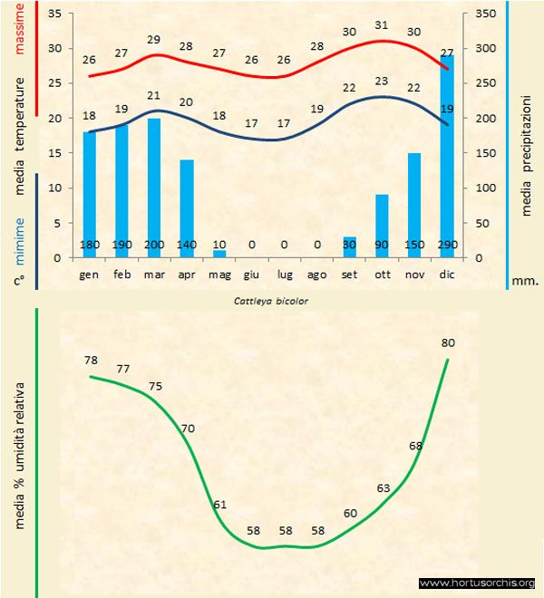 Cattleya bicolor a gr it