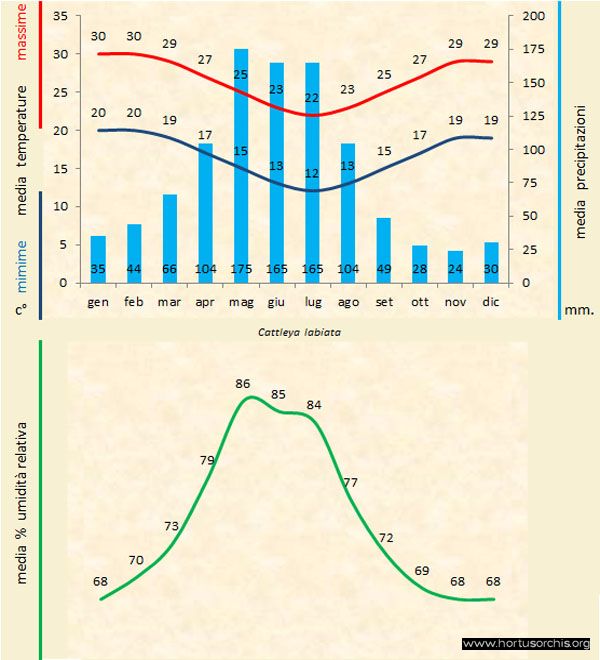 Cattleya labiata a gr it