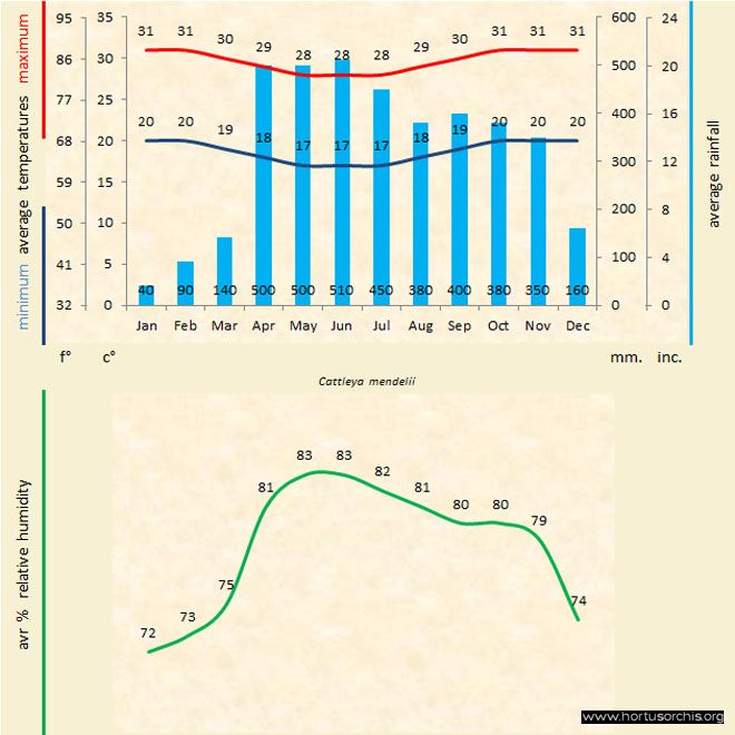 Cattleya mendelii a gr uk