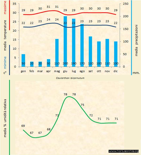 Caulartron bicornutum a gr it