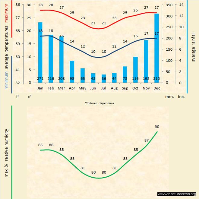 Cirrhaea dependens a gr uk