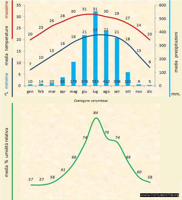 Coelogyne corimbosa a gr it