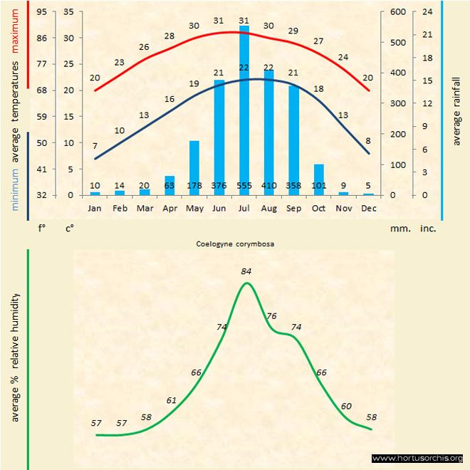 Coelogyne corimbosa a gr uk