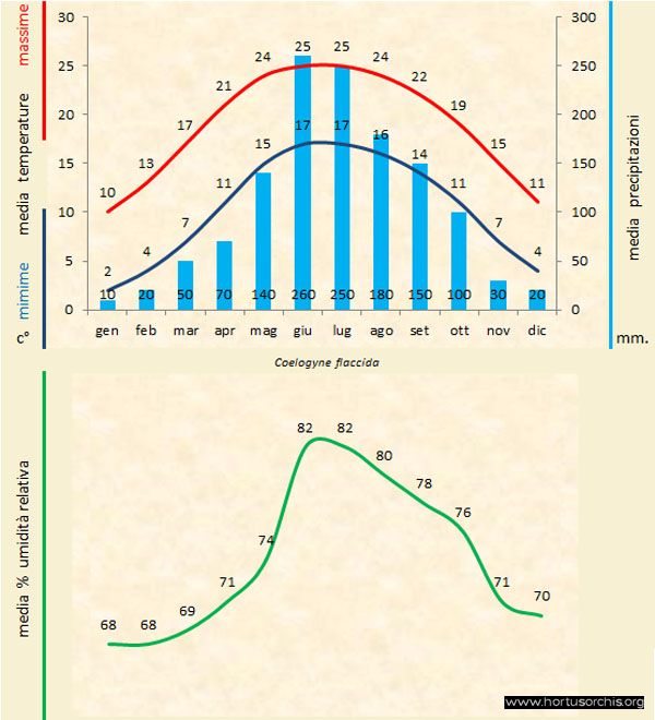 Coelogyne flaccida a gr it