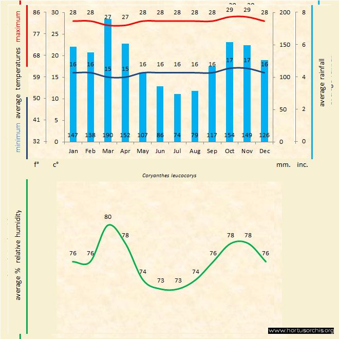 Coryanthes leucocorys a gr uk