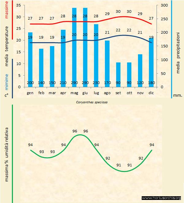 Coryanthes speciosa a gr it