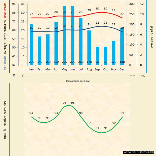 Coryanthes speciosa a gr uk