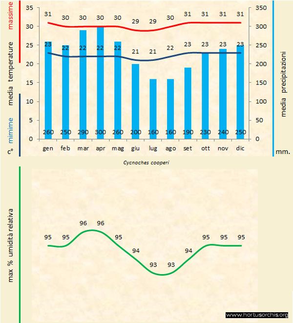 Cycnoches cooperi a gr it