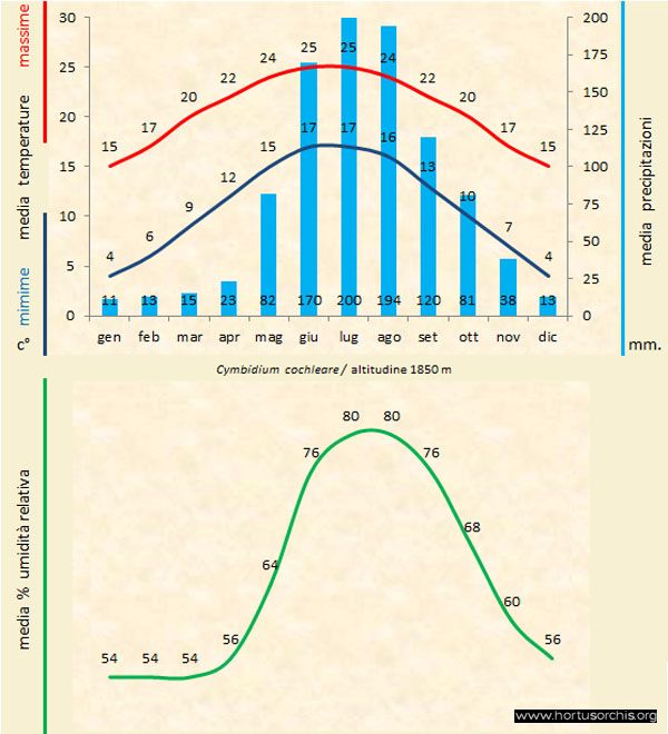 Cymbidium cochleare 1 a gr it