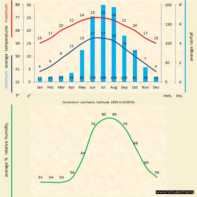 Cymbidium cochleare 1 a gr uk