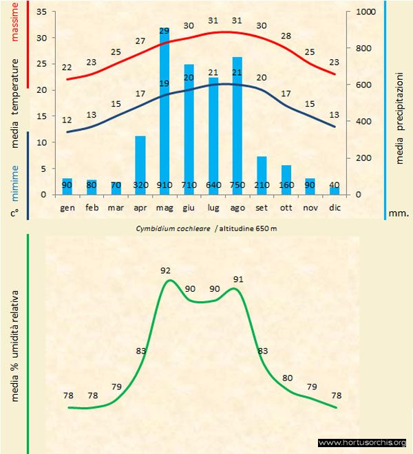 Cymbidium cochleare 2 a gr it