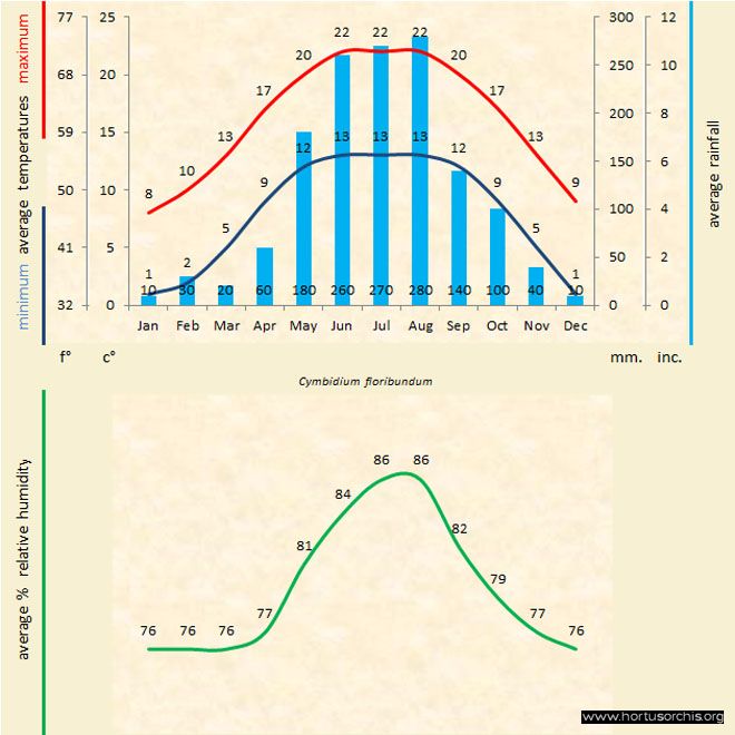 Cymbidium floribundum a gr uk