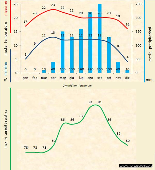 Cymbidium lowianum a gr it