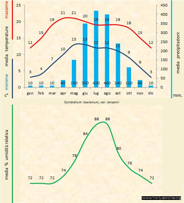 Cymbidium lowianum iansonii a gr it