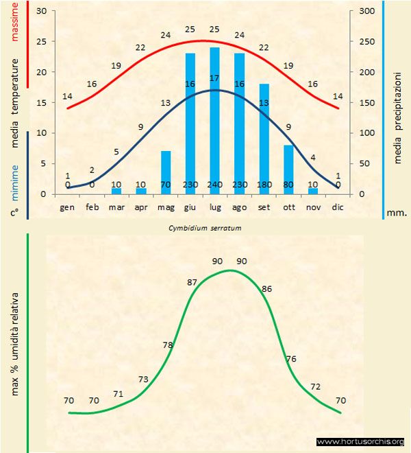 Cymbidium serratum a gr it