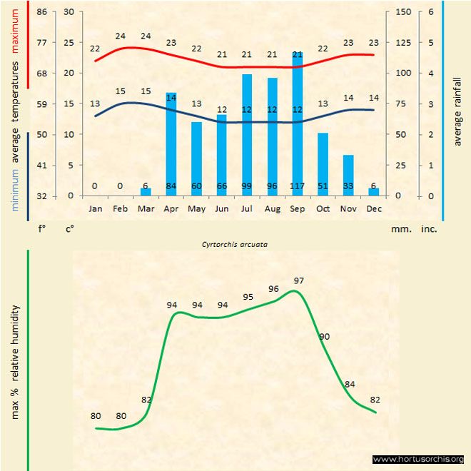 Cyrtorchis arcuata a gr uk