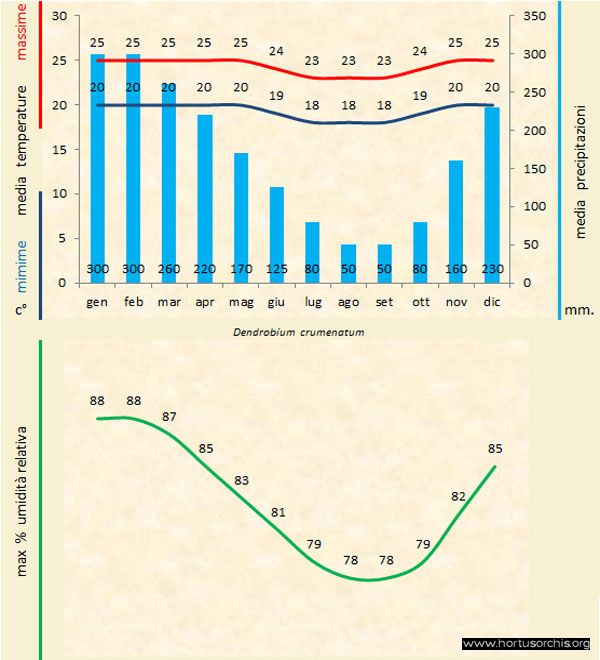 DEndrobium crumenatum a gr it