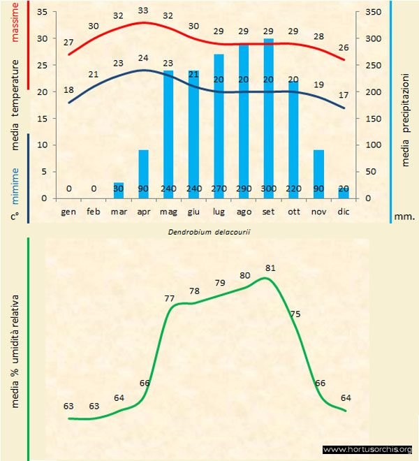 DEndrobium delacourii a gr it