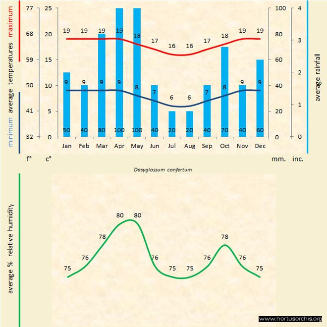 Dasyglossum confertum a gr uk