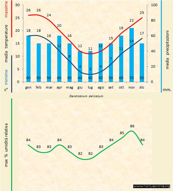 Dendrobium delicatum a gr it