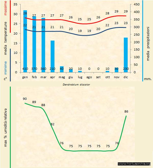Dendrobium discolor a gr it
