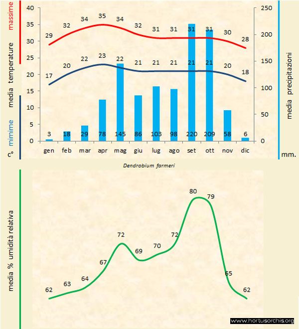 Dendrobium farmeri a gr it