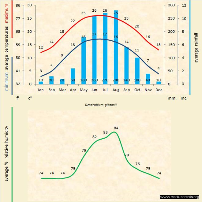 Dendrobium gibsonii a gr uk