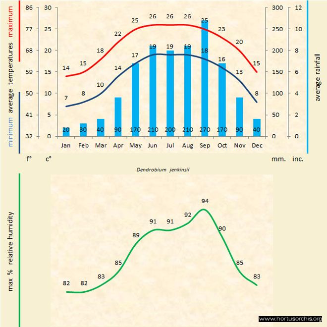 Dendrobium jenkinsii a gr uk