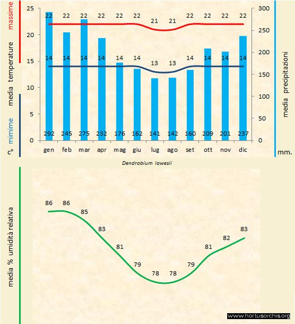 Dendrobium lawesii a gr it